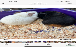 Guinea Pig rodents for sale: Male baby Guineapigs  - Image 14