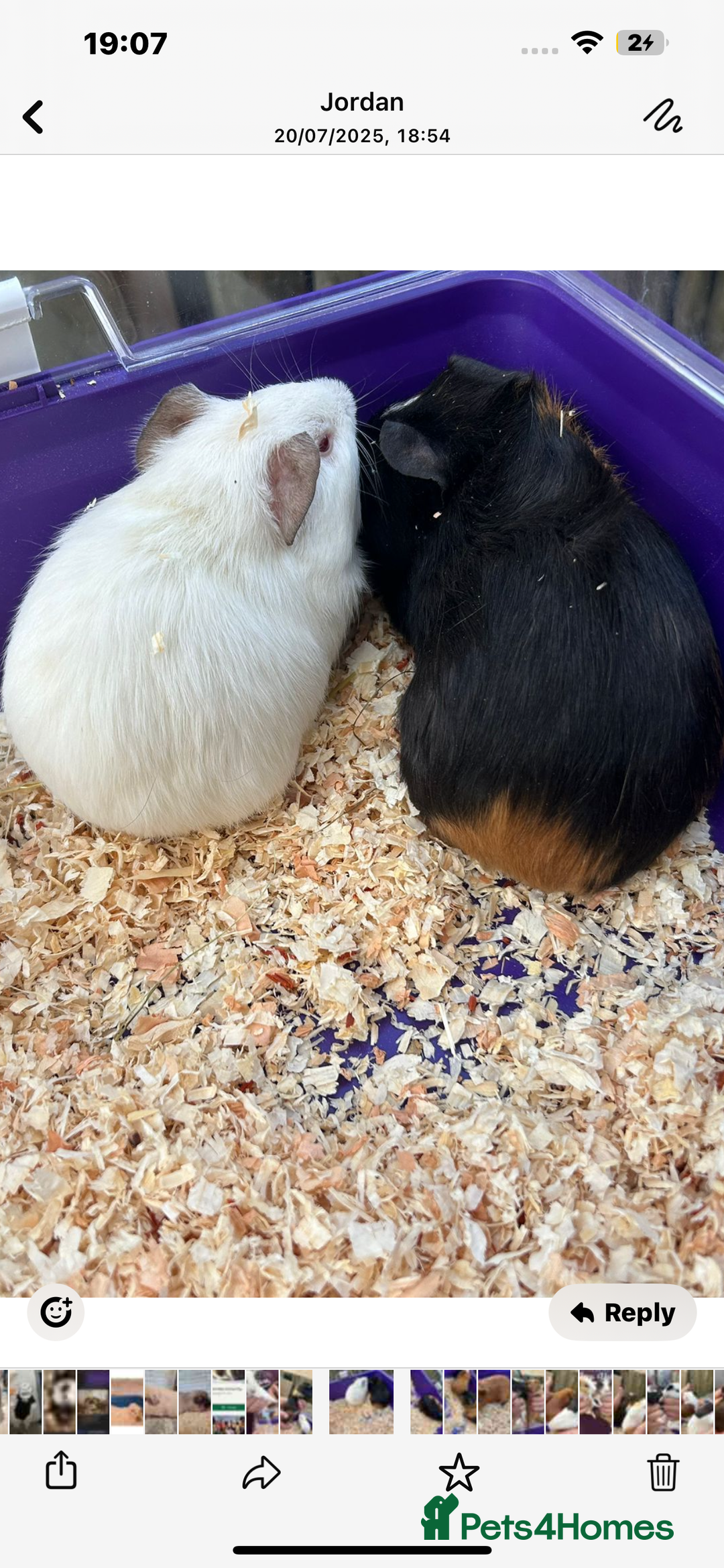 Guinea Pig rodents for sale: Male baby Guineapigs  - Image 14