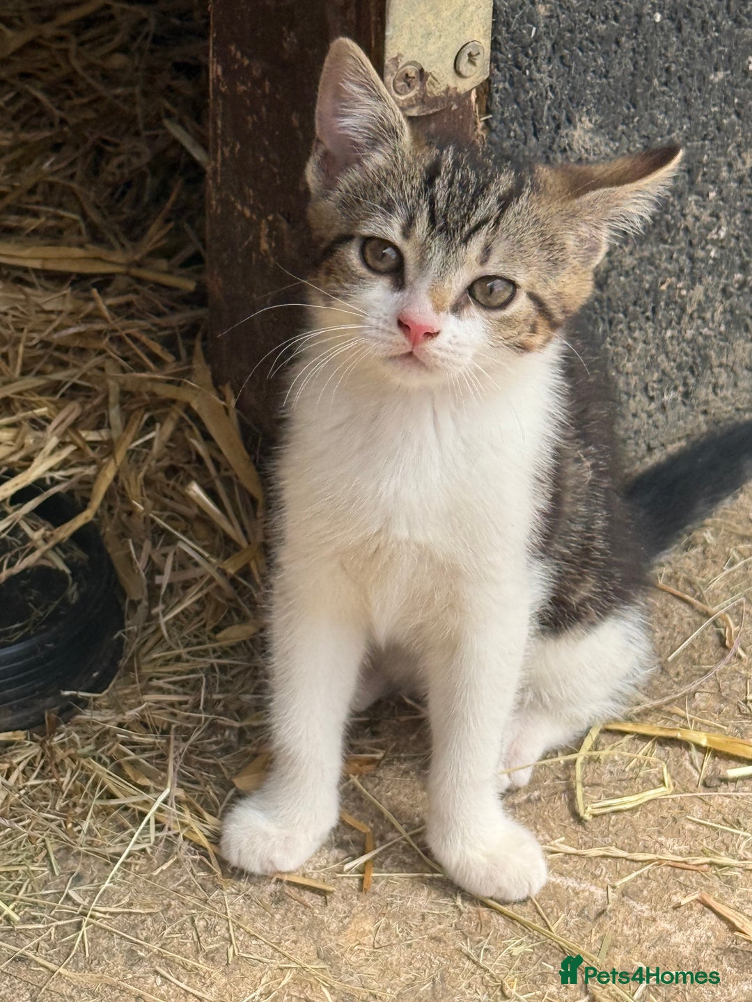 Mixed Breed cats for sale: Stunning kittens looking for loving home  - Image 12