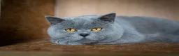 British Shorthair cats for stud: Blue Boy Blood Group B in Bridgend - Advert 1