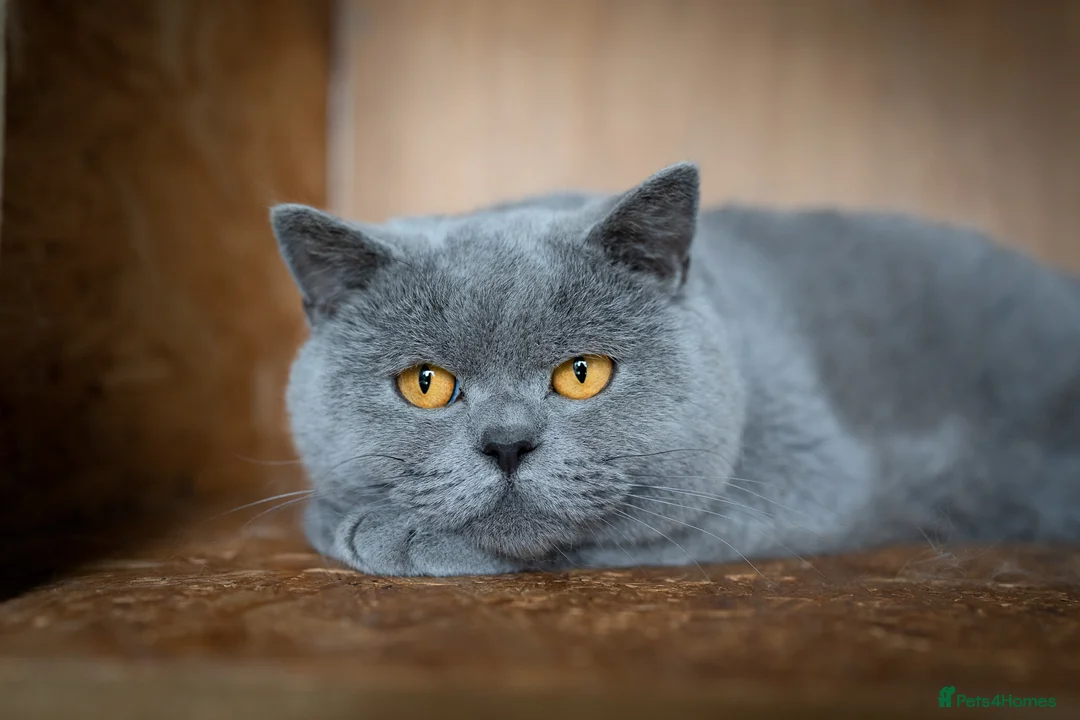 British Shorthair cats for stud: Blue Boy Blood Group B in Bridgend - Advert 1