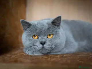 British Shorthair cats Blue Boy Blood Group B - Advert 4