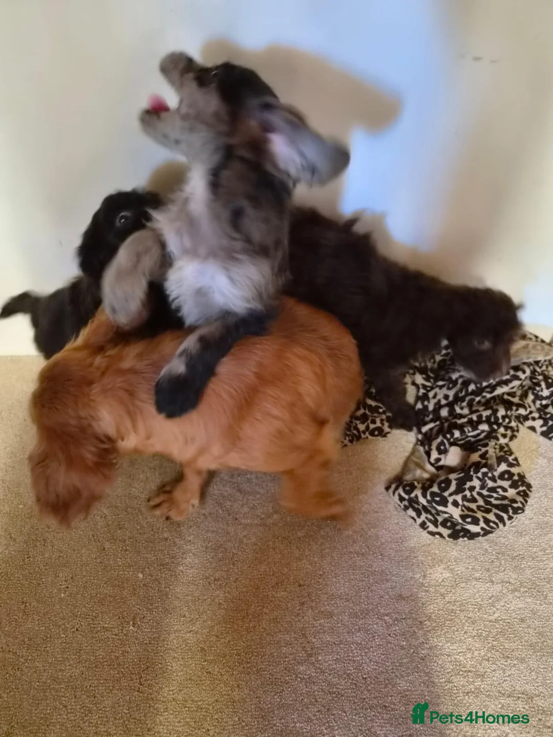 Cockapoo dogs for sale: F1 cockerpoo puppies in Sittingbourne - Advert 2