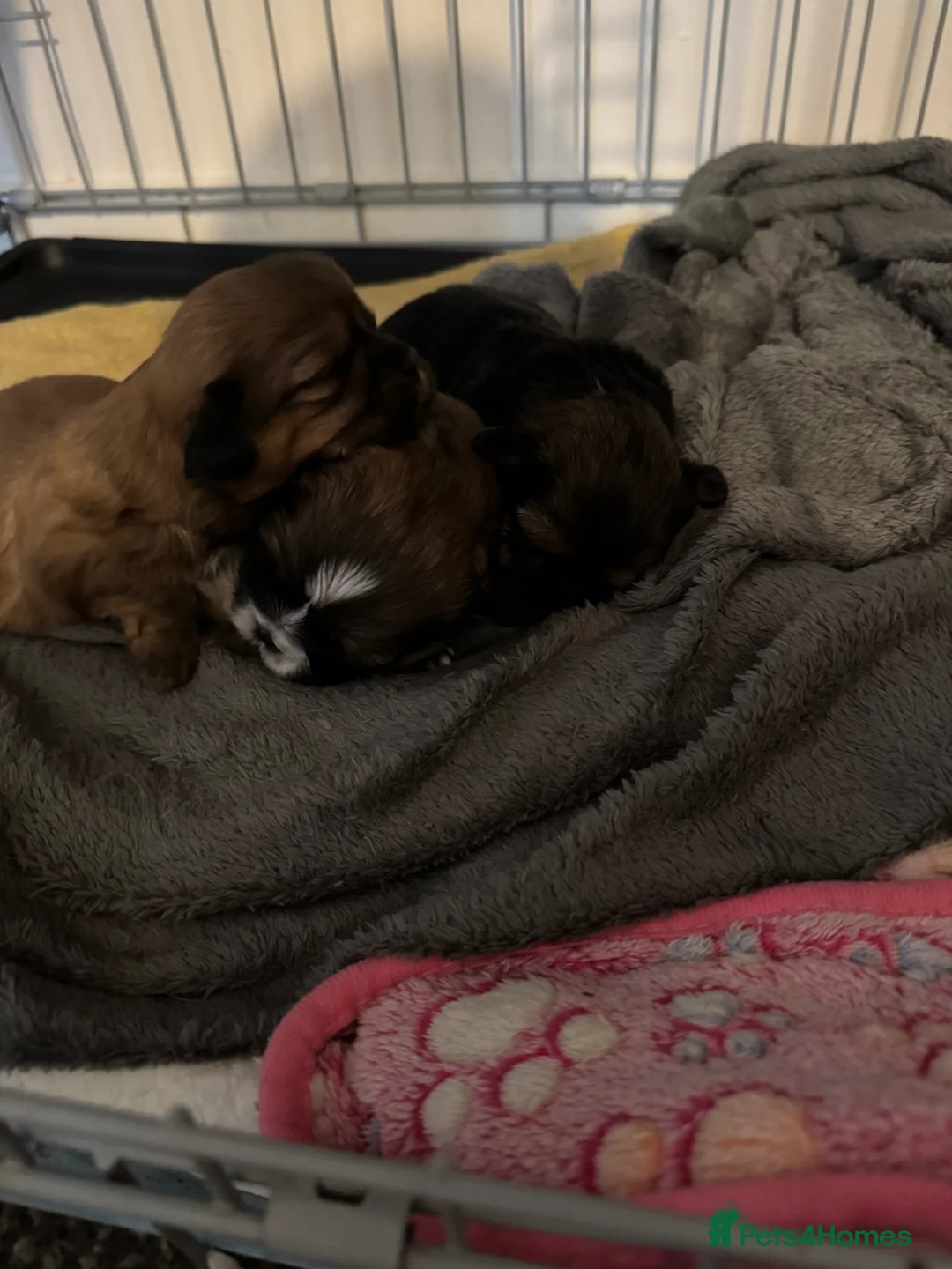 Shih Tzu dogs for sale: 3 beautiful Shih Tzu puppies looking for a home in Scunthorpe - Advert 9