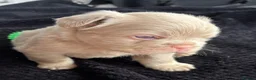 French Bulldog dogs for sale: 💥 READY SOON 💥 7 fluffy frenchies  - Advert 21