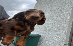 Miniature Dachshund dogs for sale: Miniature chocolate dapple male dachshund pup - Image 2