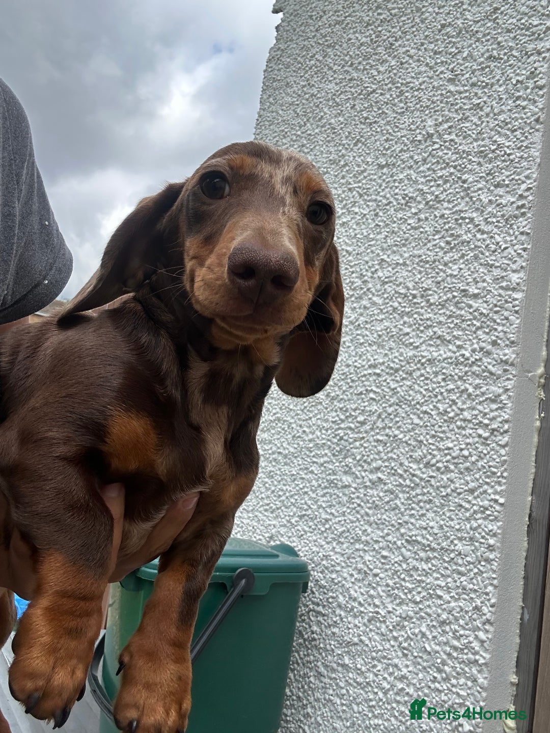 Miniature Dachshund dogs for sale: Miniature chocolate dapple male dachshund pup - Image 2