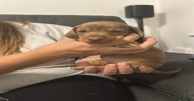 Miniature Dachshund dogs - Advert 3