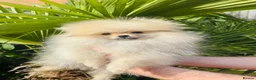 Pomeranian dogs for sale: Quality Pomeranian puppies reduced £1300 - Advert 9