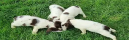 English Springer Spaniel dogs for sale:  Springer spaniels looking for their forever homes - Advert 4