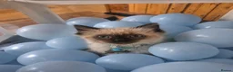 Birman cats for sale: Birman Kittens - Advert 2