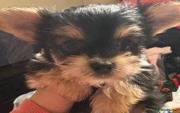 Chorkie dogs for sale: Tiny Pups for sale - Image 5