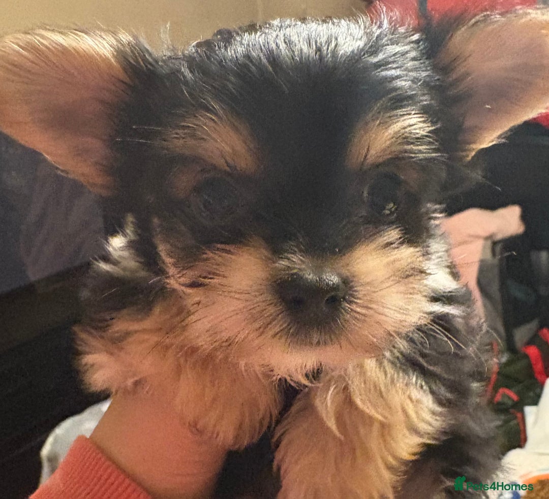 Chorkie dogs for sale: Tiny Pups for sale - Image 5