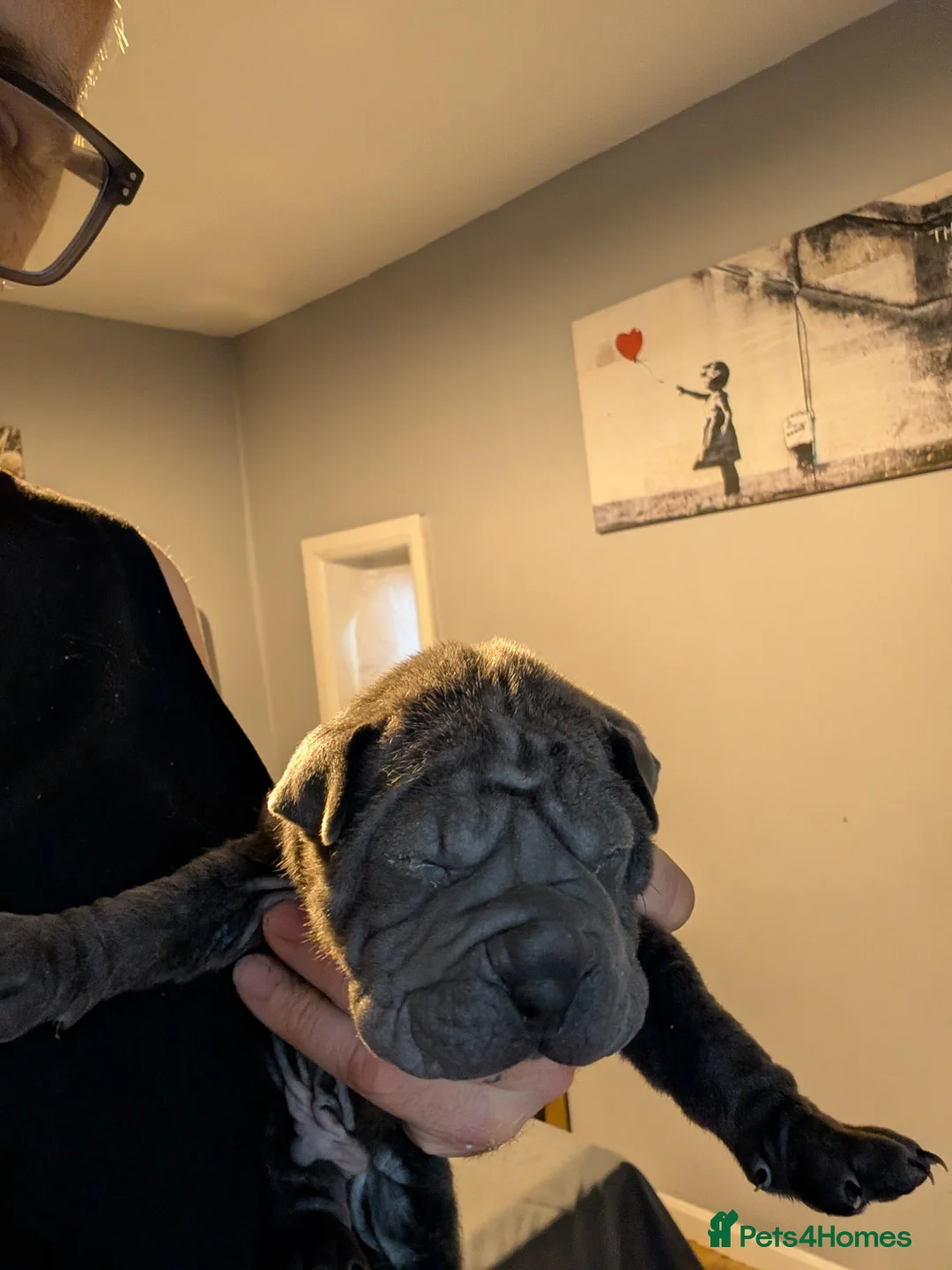 Shar Pei dogs for sale: Shar pei puppies for sale  - Advert 2