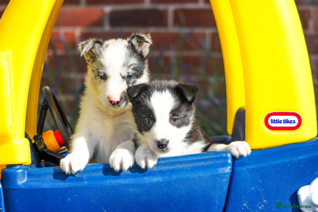 Border Collie dogs for sale: Ready to Leave Border Collie Puppies  - Image 15