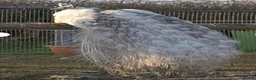 Peafowl poultry for sale: White Silver Pied Peacock  Fertile Male Full Train in Swansea - Advert 3