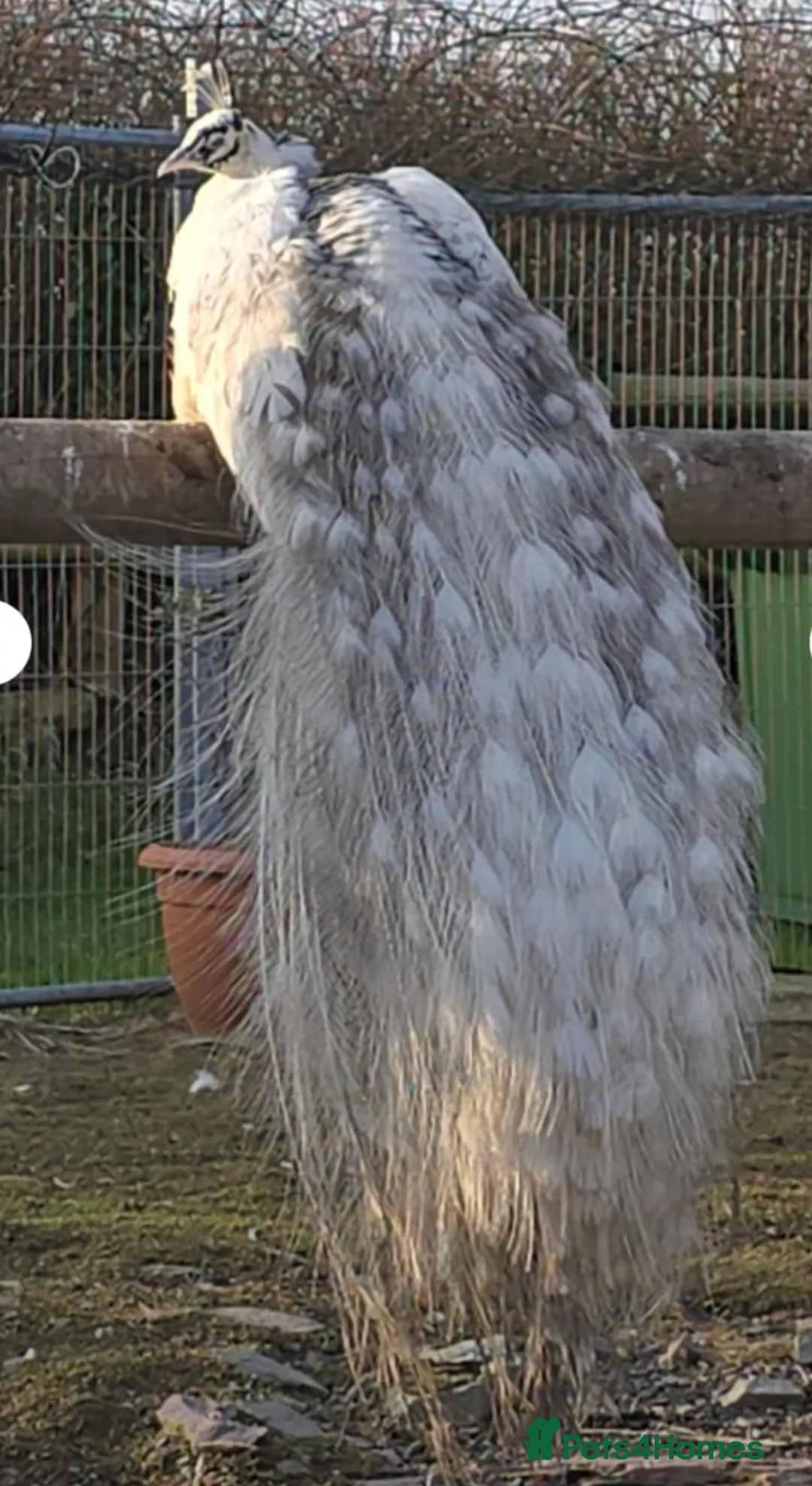 Peafowl poultry for sale: White Silver Pied Peacock  Fertile Male Full Train in Swansea - Advert 3