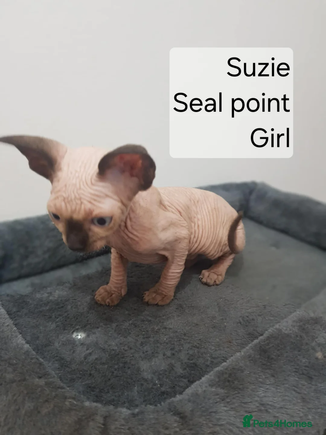 Sphynx cats for sale: Quality Tica candian sphynx kittens - Advert 2