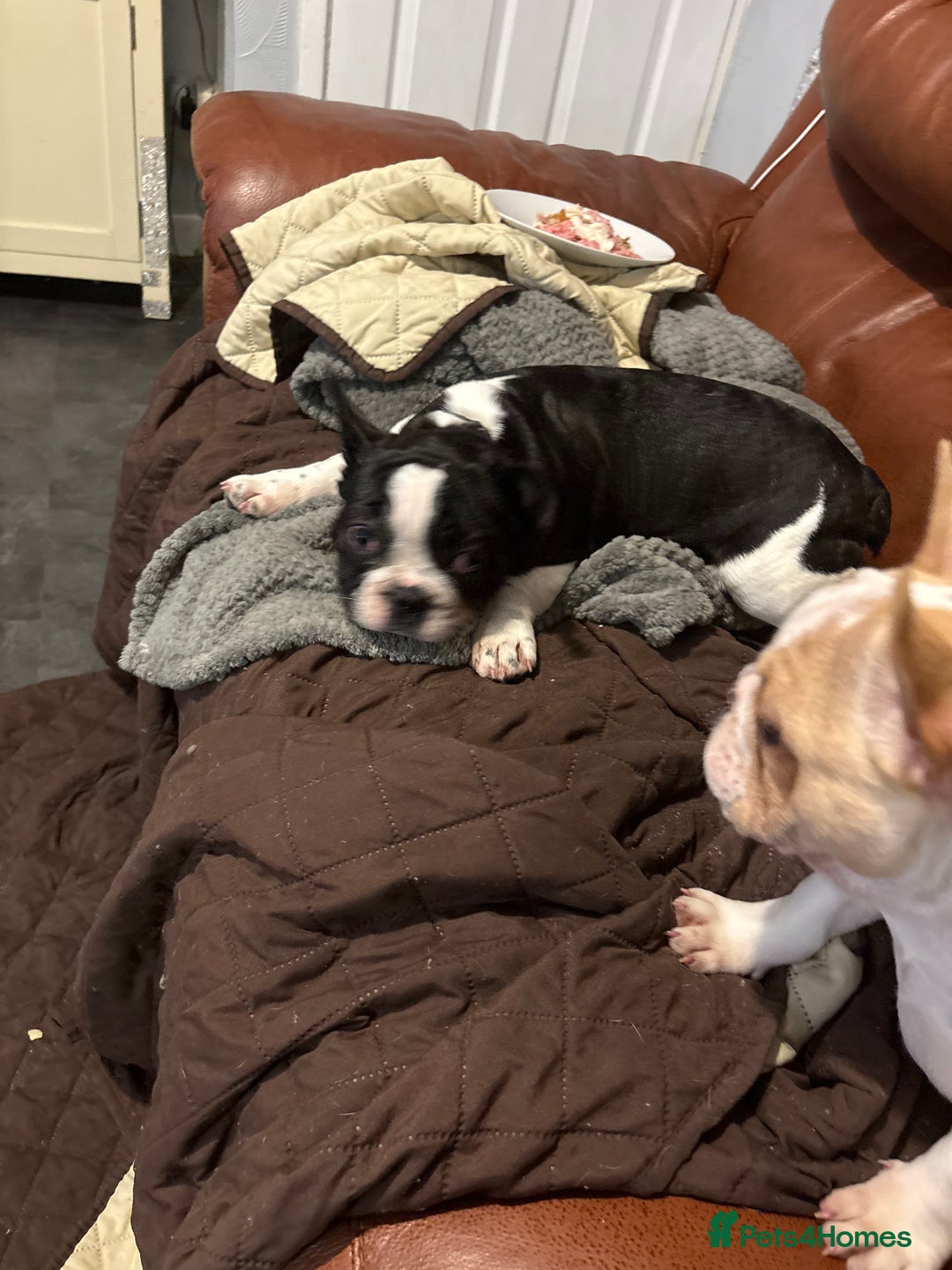 French Bulldog dogs for sale: Frenchie puppy  - Advert 6