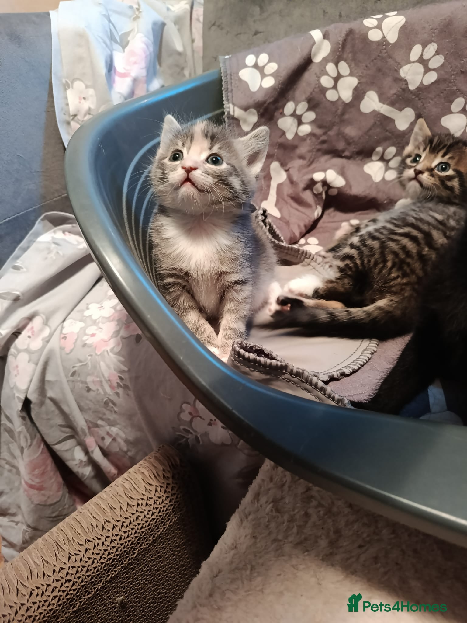 Mixed Breed cats 3 adorable kittens looking for homes  - Advert 2