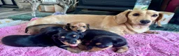 Dachshund dogs for sale: Mini long haired  black /cream   in Par - Advert 1