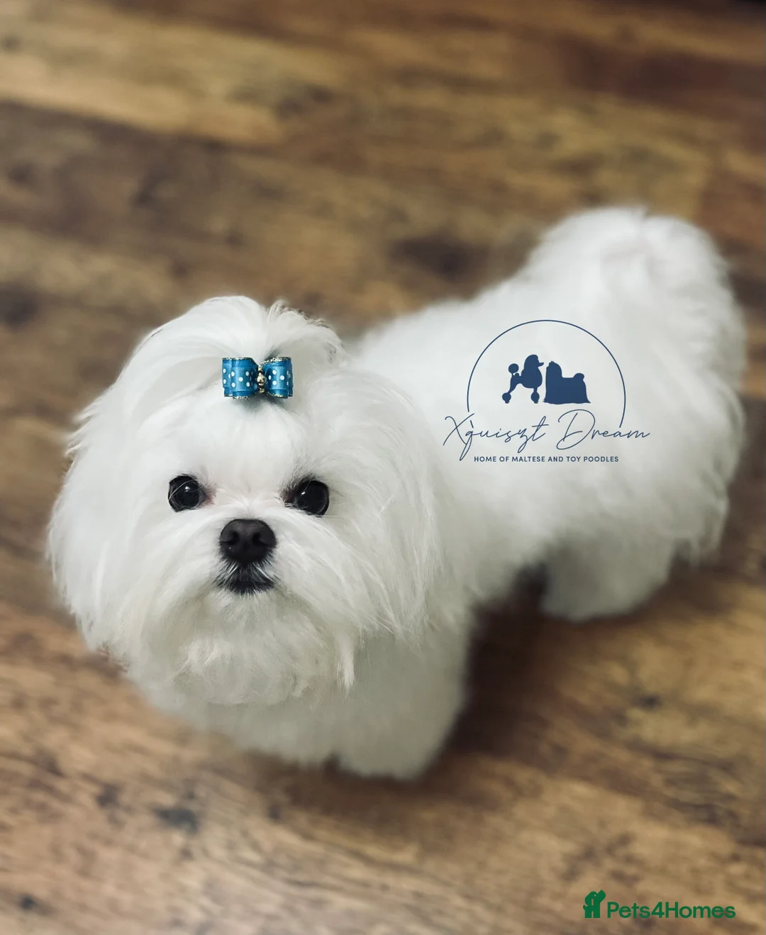 Maltese dogs for stud: OCTAVIUS Korean Maltese KC Registered Proven Stud in Halesowen - Advert 15