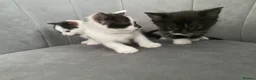 Mixed Breed cats for sale: Beautiful kittens ❤️🐈❤️🐈 - Advert 9