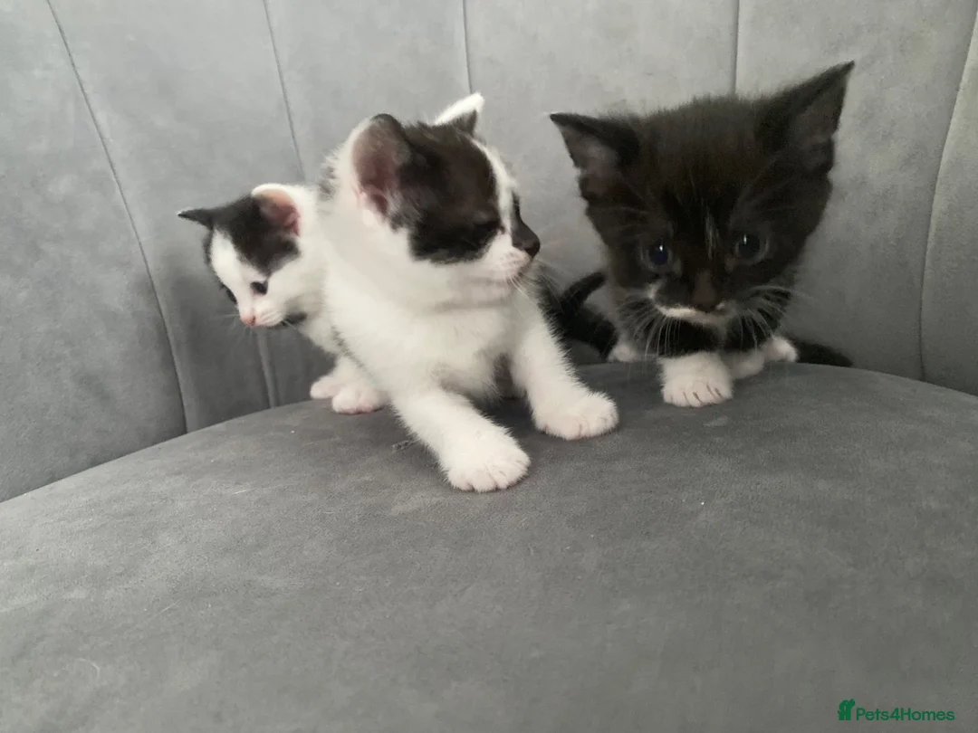 Mixed Breed cats for sale: Beautiful kittens ❤️🐈❤️🐈 - Advert 9