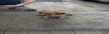 Cockapoo Puppy 5