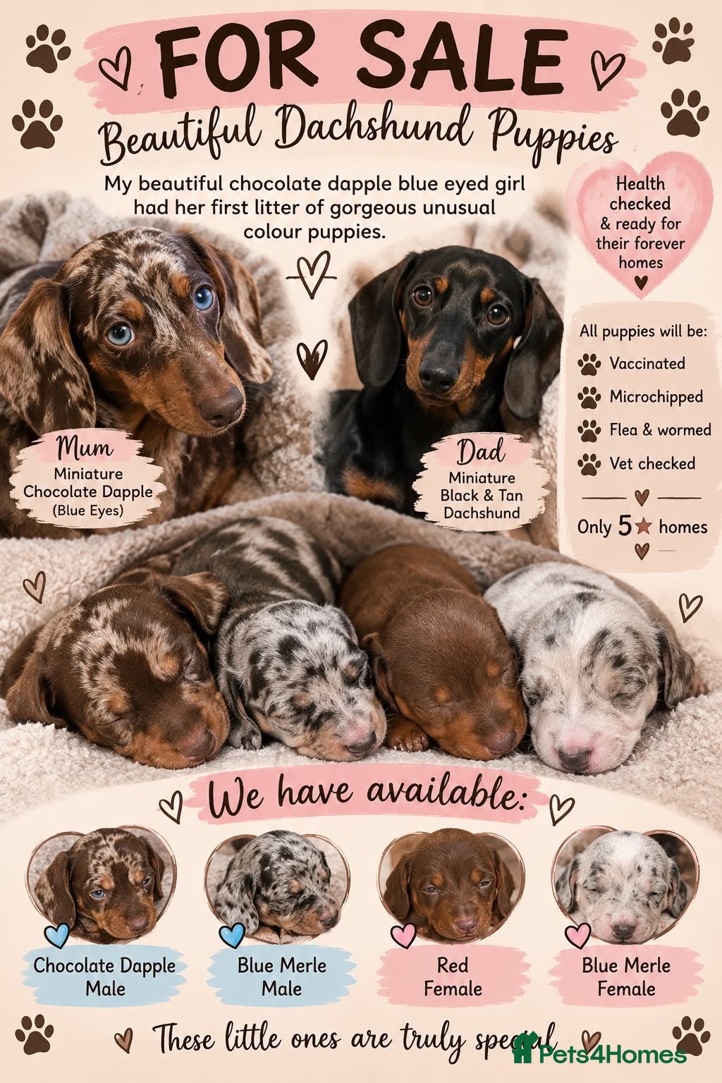 Miniature Dachshund dogs Miniature dachshund puppies - Advert 18