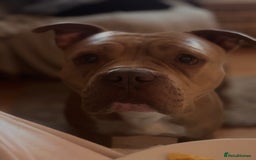 Mixed Breed dogs for sale: Bruno - American Bulldog x Staffy 1.5 years  - Advert 1