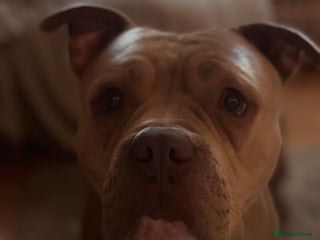 Mixed Breed dogs Bruno - American Bulldog x Staffy 1.5 years - Advert 2