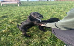 Cockalier dogs for sale: Stunning cockaliers  - Advert 8