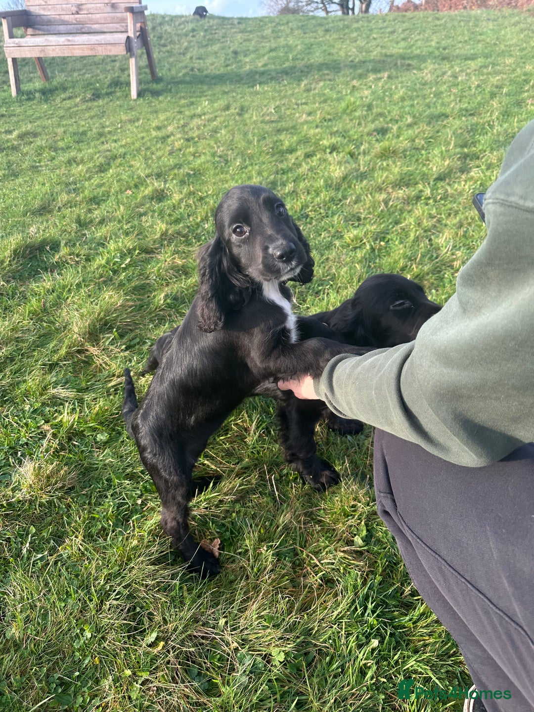 Cockalier dogs for sale: Stunning cockaliers  - Advert 8