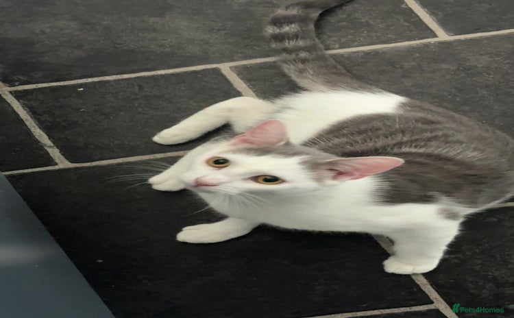 Domestic Shorthair cats - Advert 10
