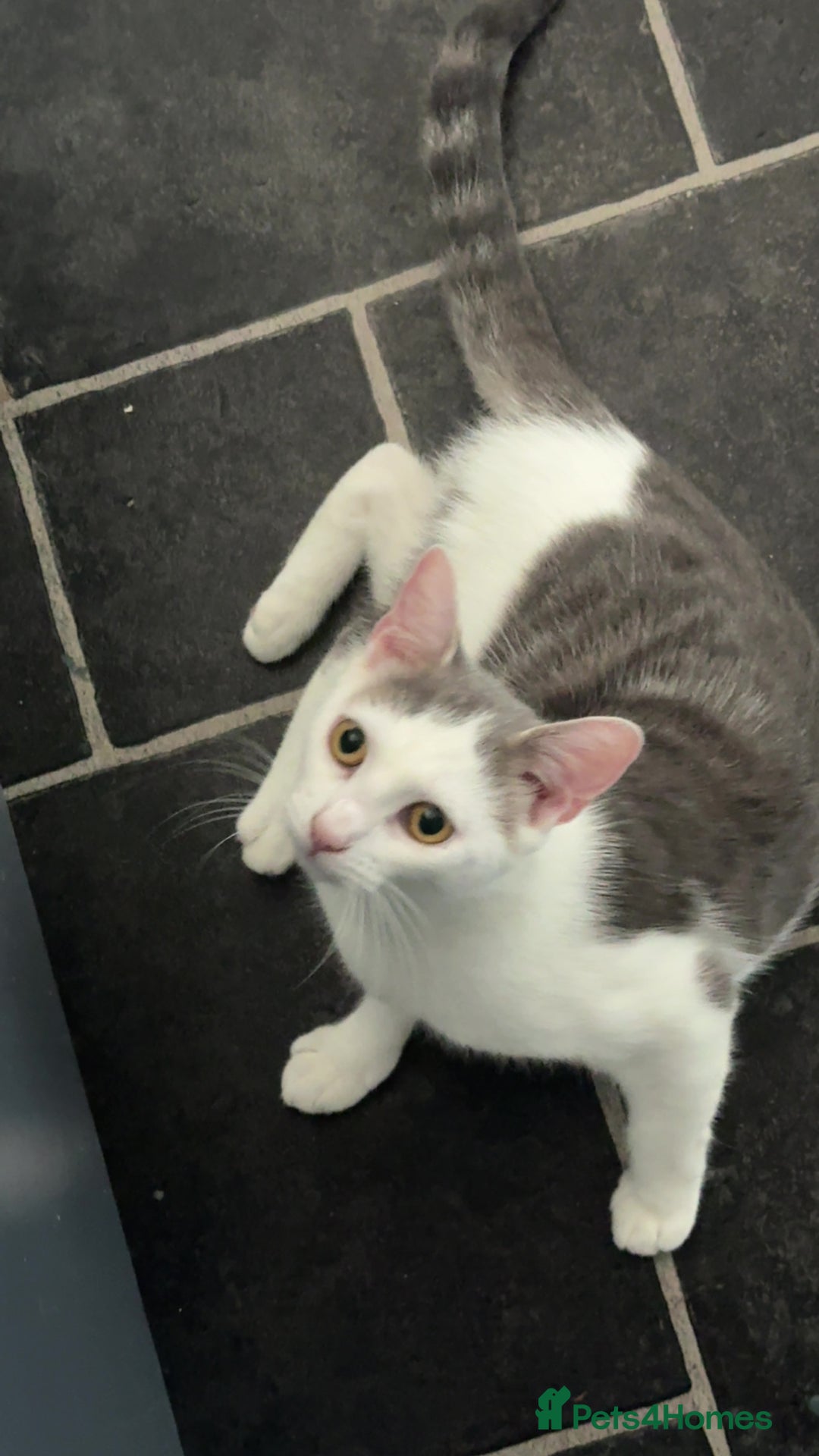 Domestic Shorthair cats for sale: White and grey called bella - Image 1