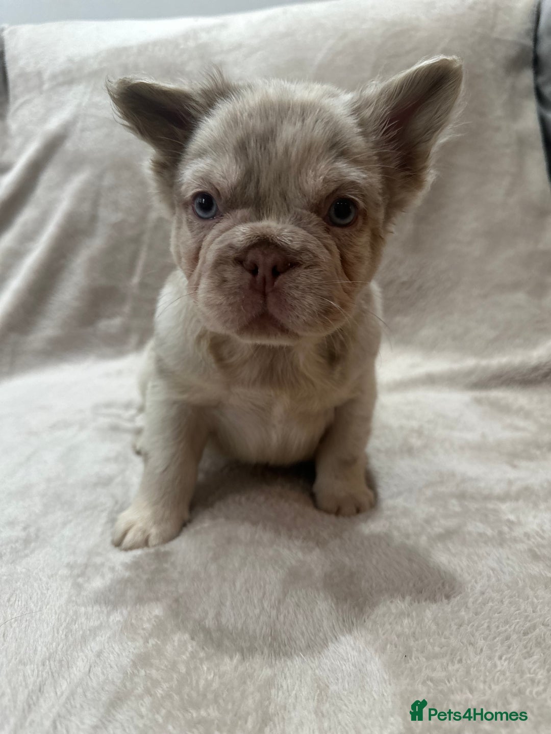 French Bulldog dogs for sale: RARE FLUFFY FRENCHIES! LAST 3 LEFT!!!! - Advert 15