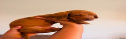 Dachshund dogs for sale: Beautiful Mini Dachshund puppies - Advert 6