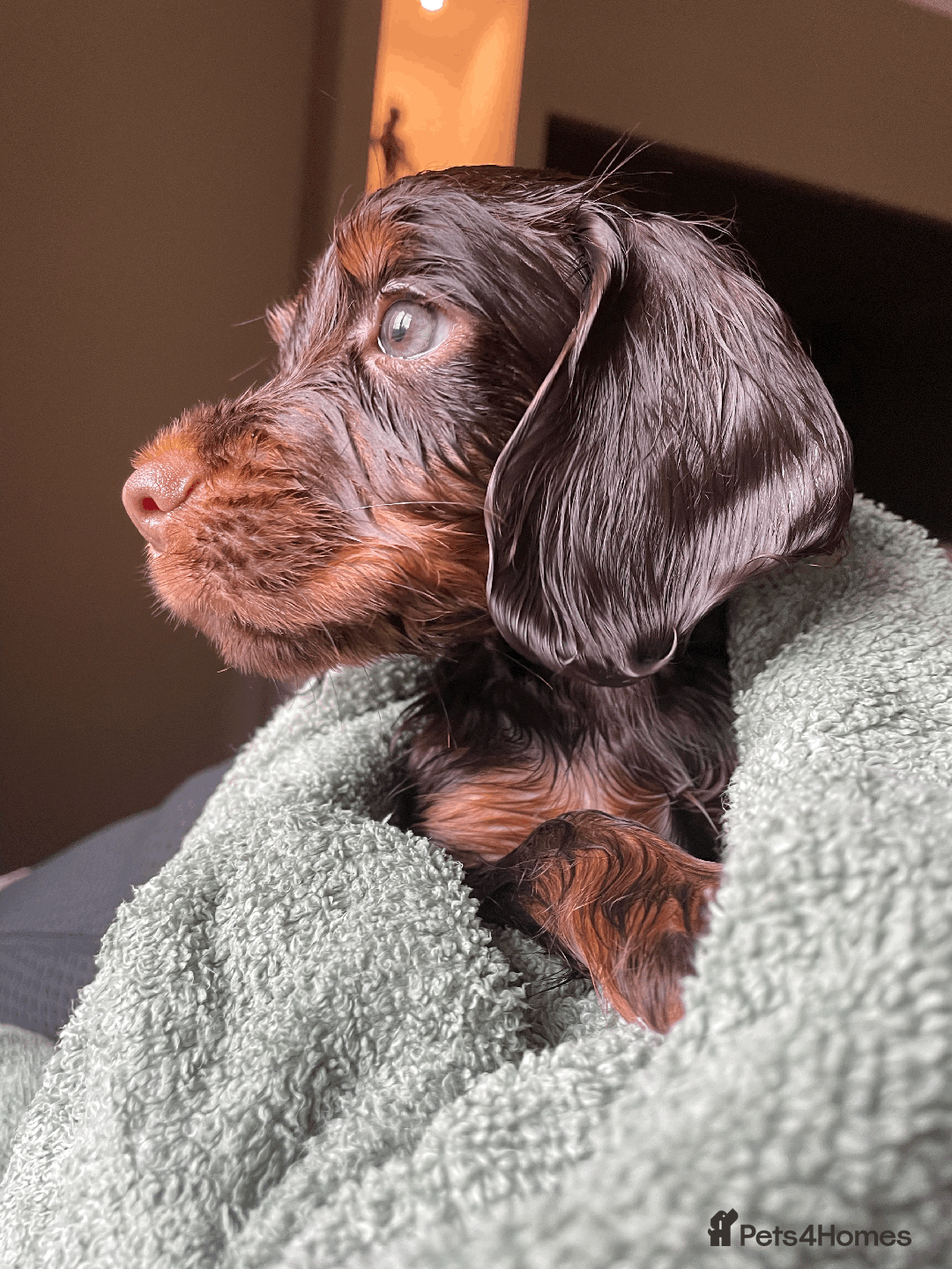 Cocker Spaniel dogs for sale: Cocker Spaniel Pups Outstanding Pedigree Lines! - Advert 16