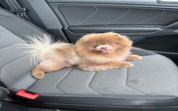 Pomeranian dogs for stud: 🏆 LOTS of champion lines, tiny lilac kc stud 💜 in Leeds - Image 2