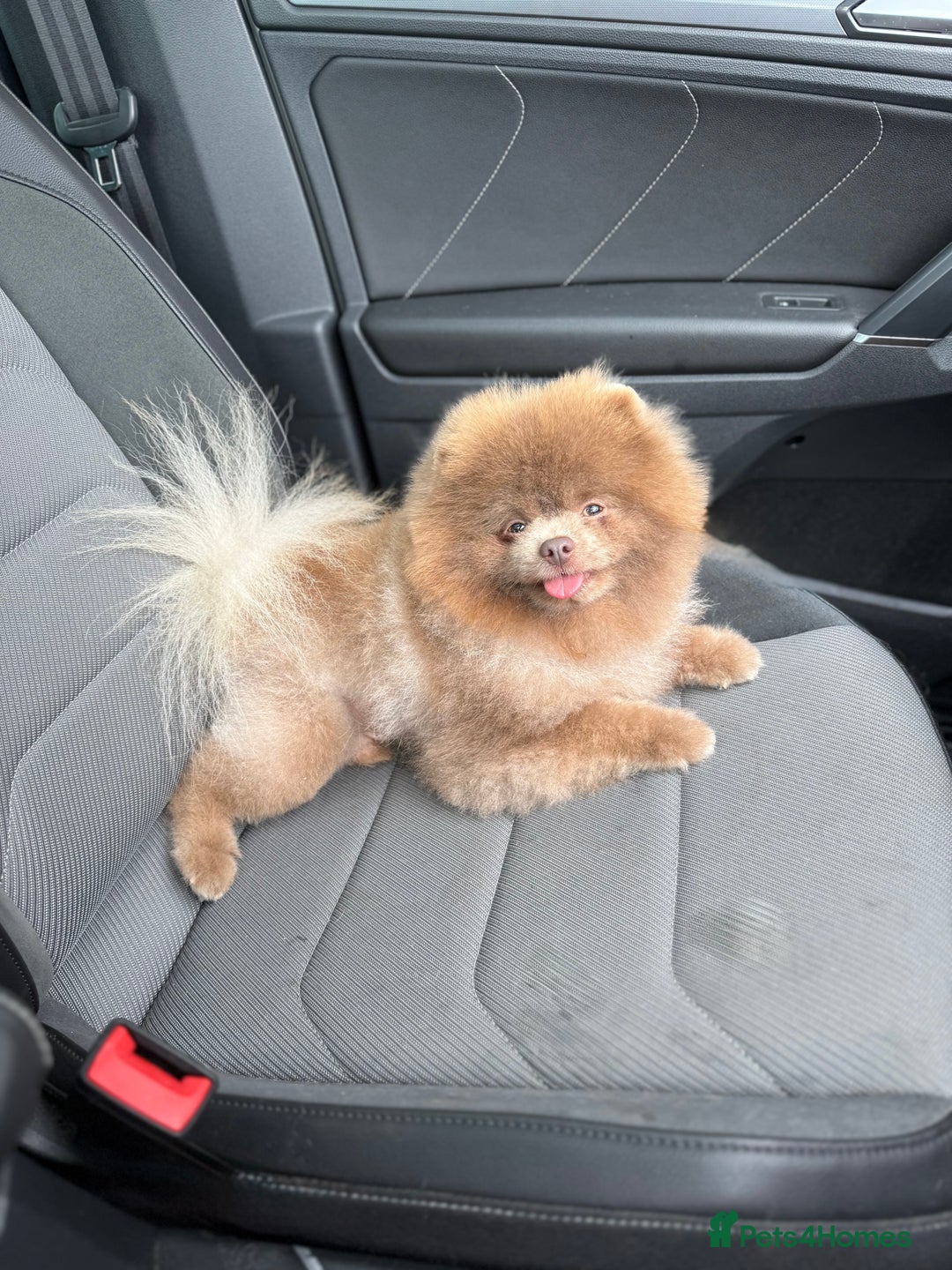Pomeranian dogs for stud: 🏆 LOTS of champion lines, tiny lilac kc stud 💜 in Leeds - Image 2