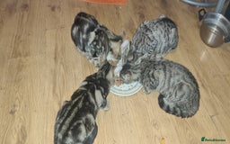 Bengal cats for sale: Mixed bengal kittens   - Image 35