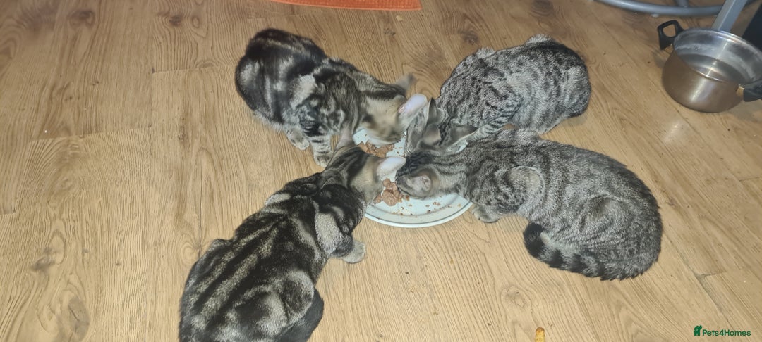 Bengal cats for sale: Mixed bengal kittens   - Image 35