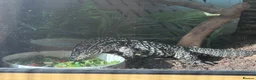 Monitor reptiles for sale: Female tegu-black & white Argentine  - Advert 4