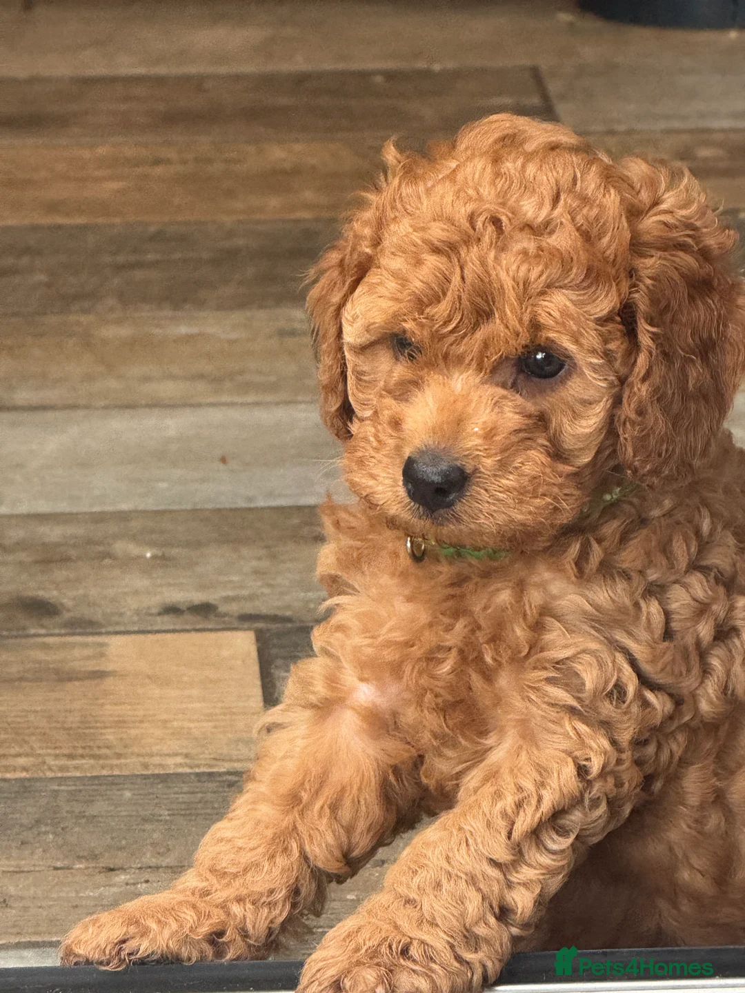 Cockapoo dogs for sale: Cockapoo Puppy  - Advert 32