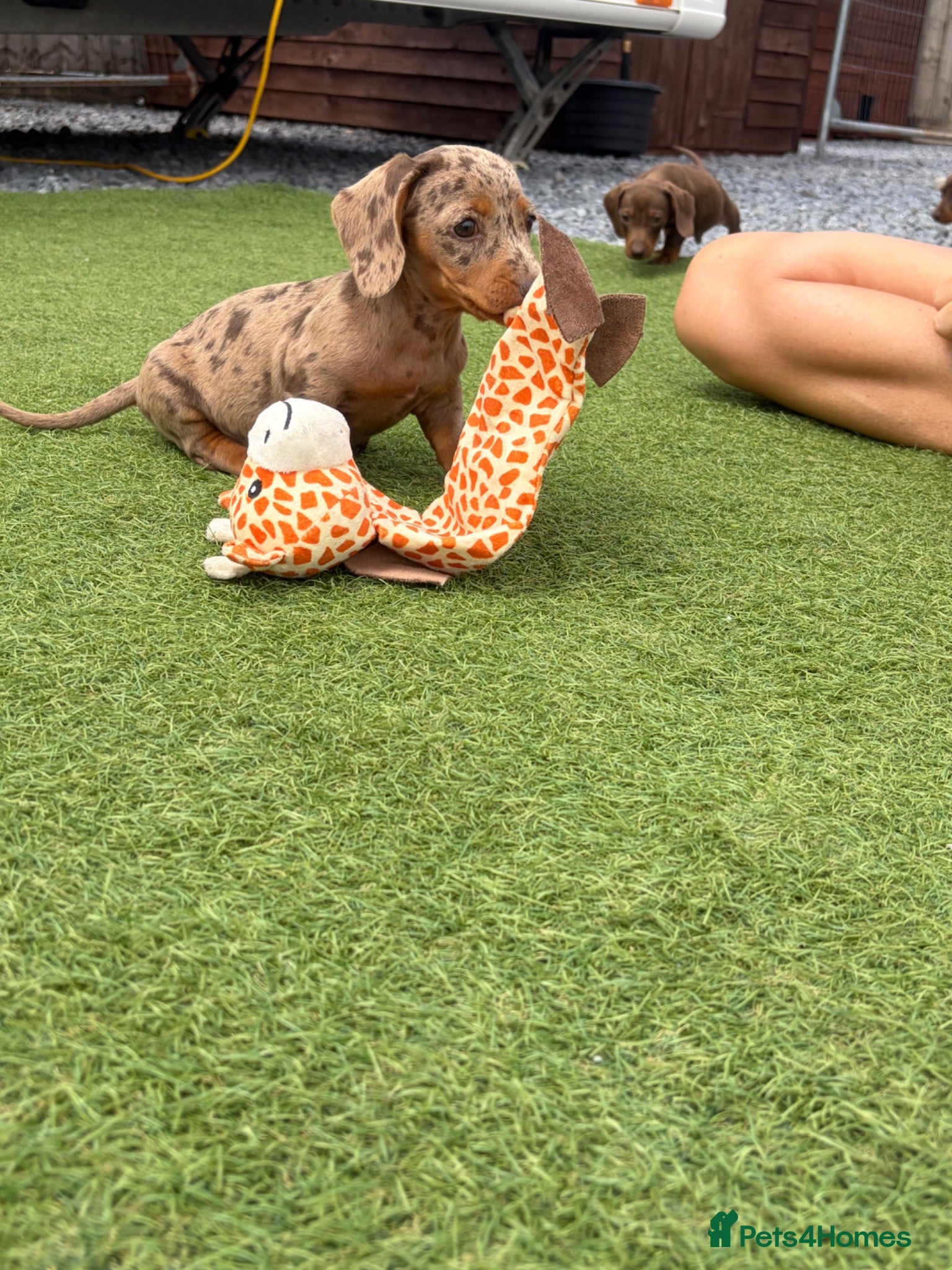 Dachshund dogs Dachshund puppies - Advert 9