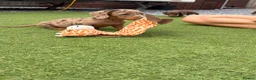Dachshund dogs for sale: Dachshund puppies - Advert 1