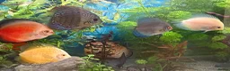 Discus fish for sale: Discus for sale  in Bow Street - Advert 2