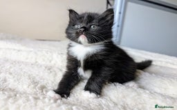 Mixed Breed cats for sale: adorable kittens for sale - Image 7