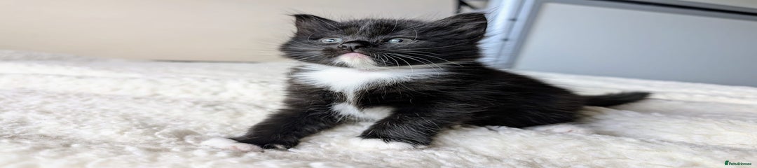 Mixed Breed Kitten 4